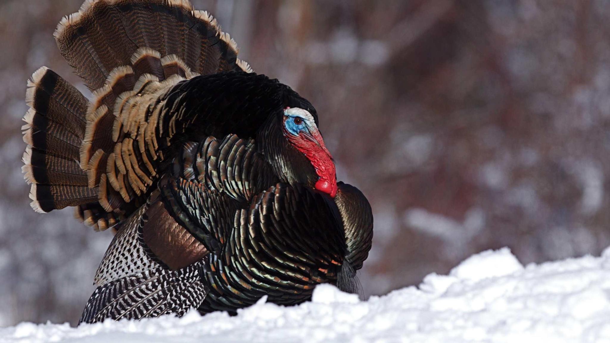 Turkey in snow